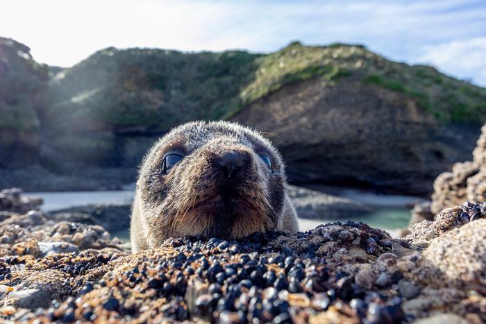 Морской лев нагло потребовал ужин у рыбаков на Сахалине