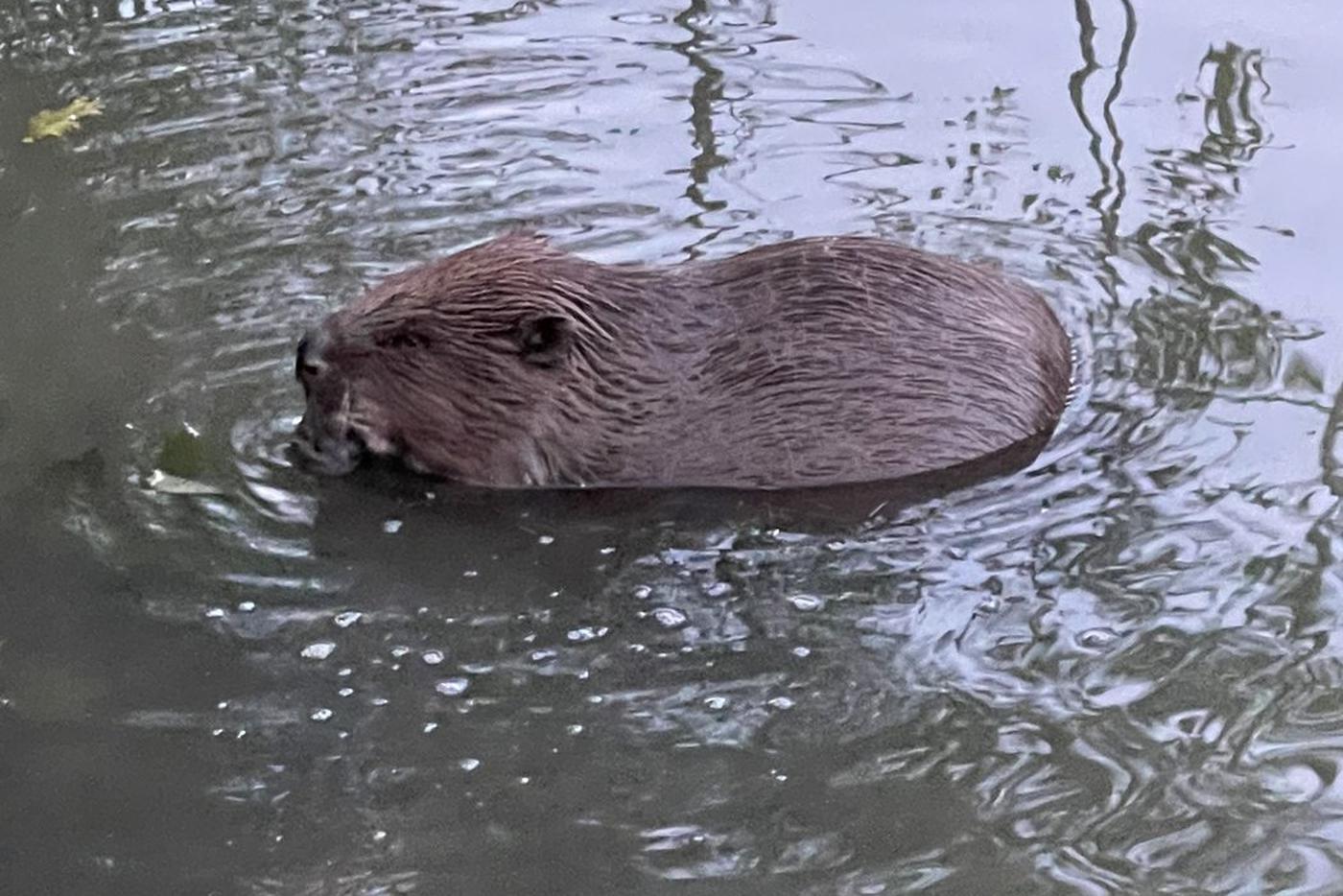Почему песню "Сидим с бобром за столом" запретили исполнять?