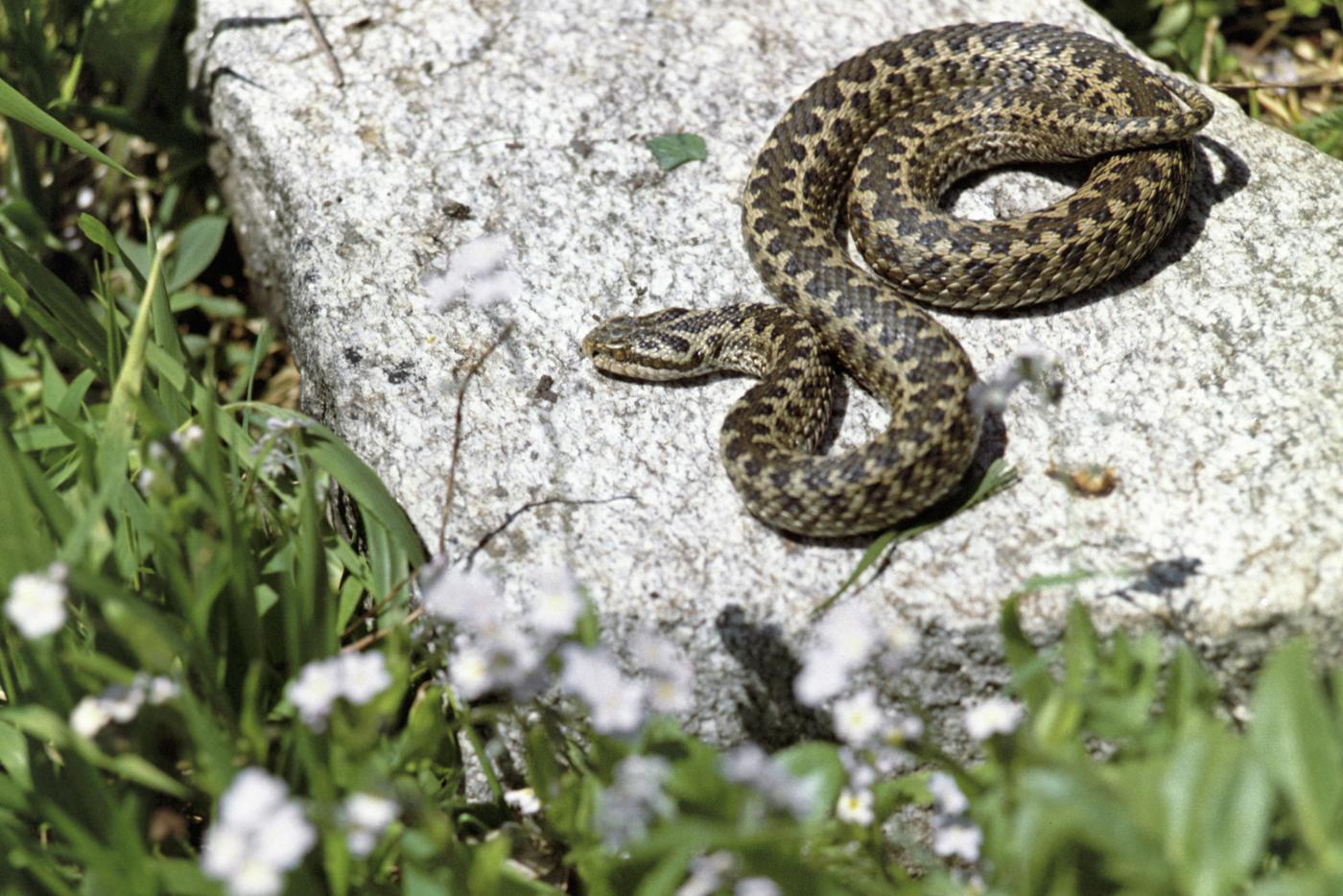 Шатурский район – настоящее царство змей: что делать при встрече с пресмыкающимся