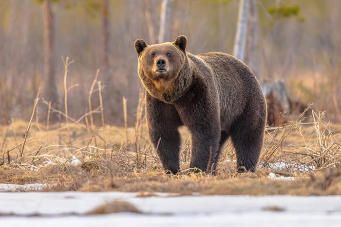 Мужчина попал в реанимацию после нападения медведя в Подмосковье