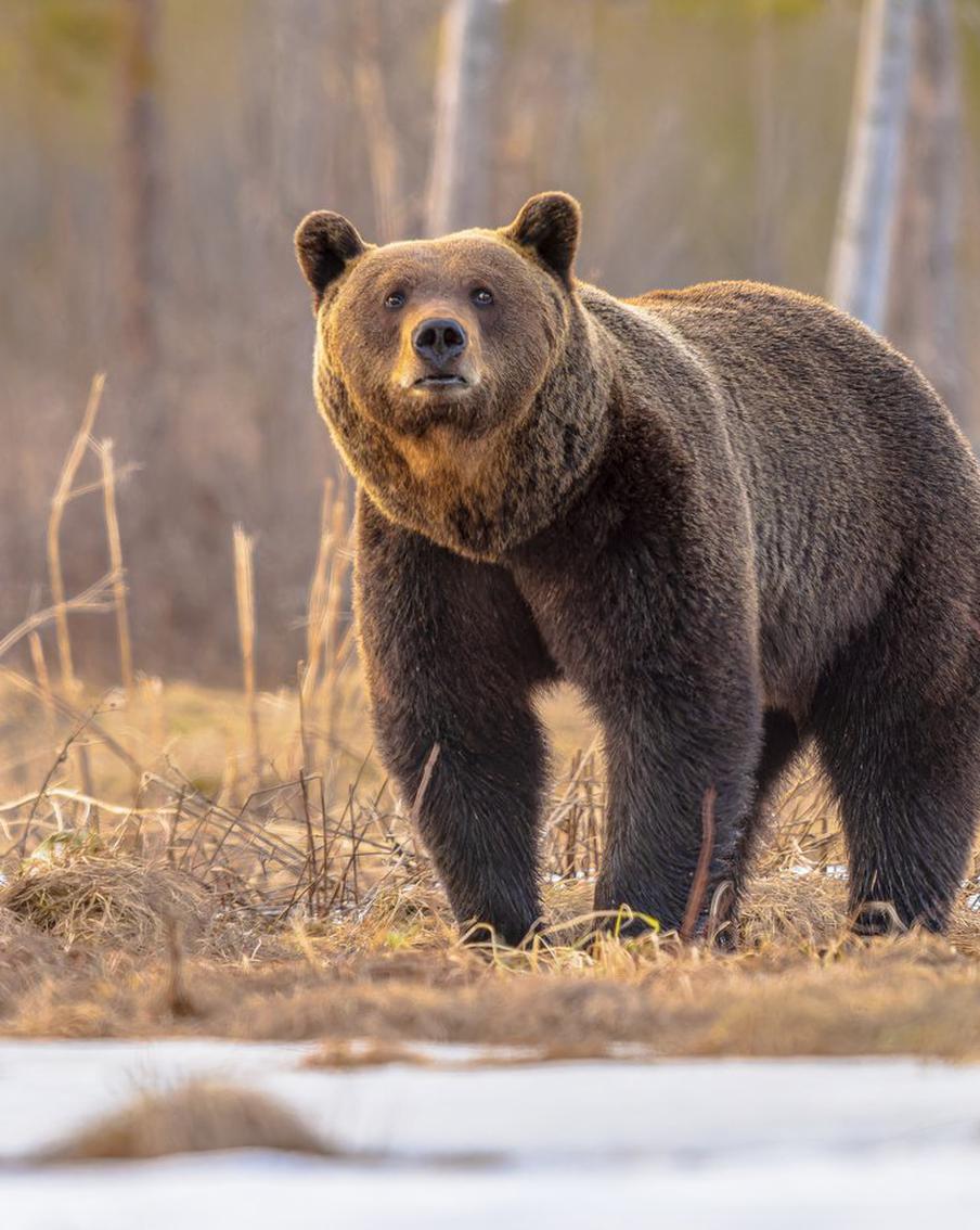 Мужчина попал в реанимацию после нападения медведя в Подмосковье