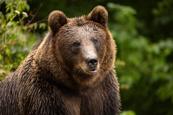 Спасатели 3 часа искали раненого медведем мужчину в Подмосковье
