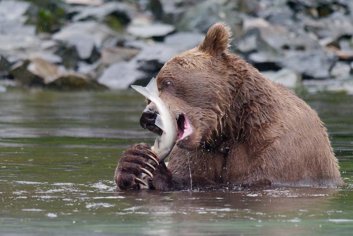 Россиянин, на которого напал медведь, рассказал о долгой реабилитации
