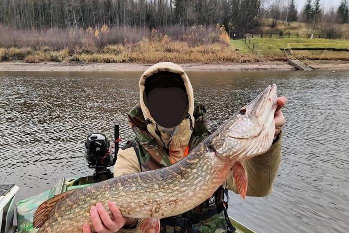 "Офицер, есть дочь": что известно о пострадавшем от медведя в Подмосковье