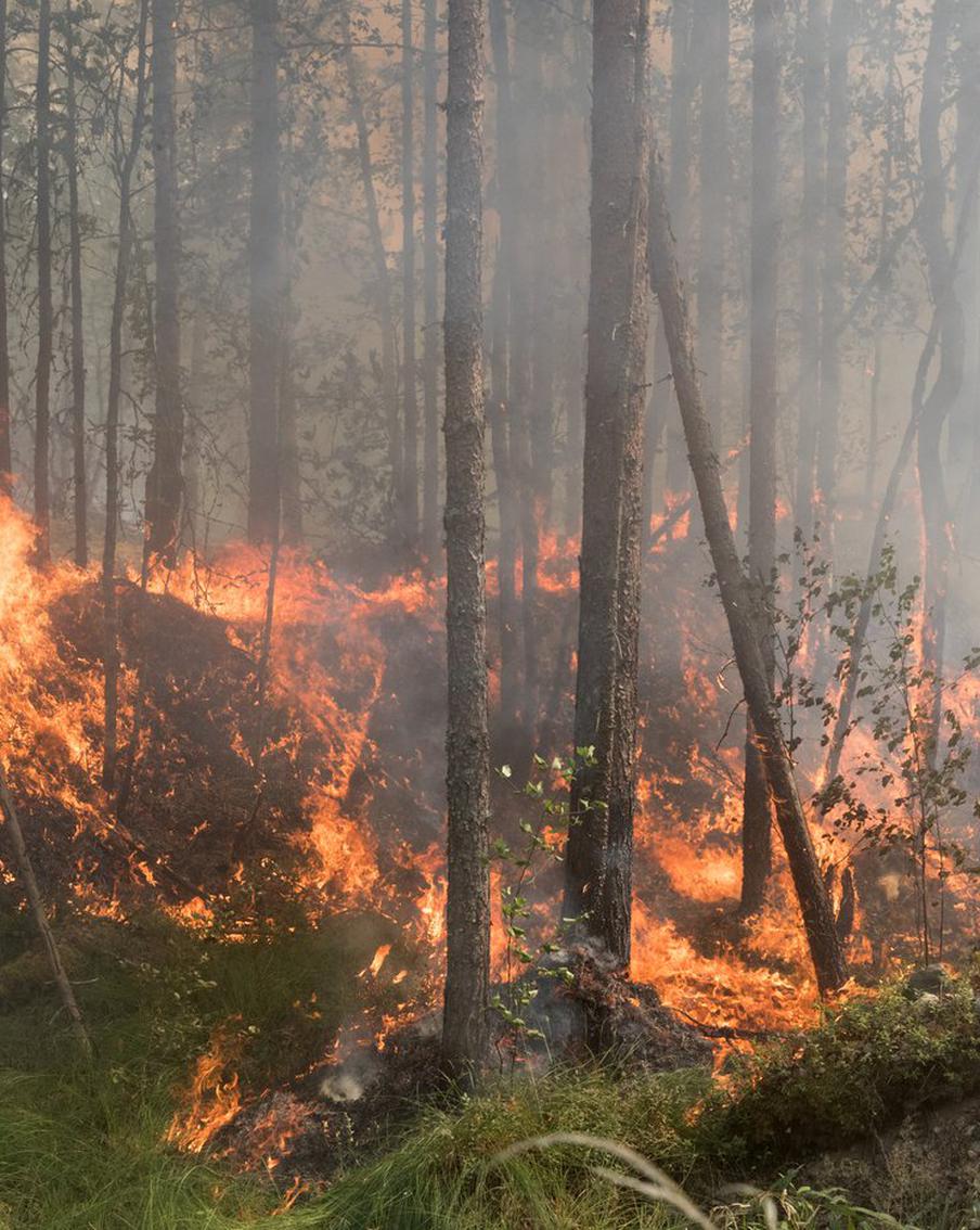Масштабный лесной пожар в Бурятии охватил 370 гектаров