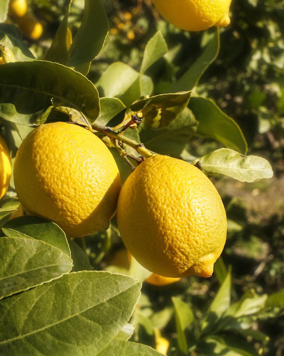 Турция с 8 апреля приостановит экспорт лимонов