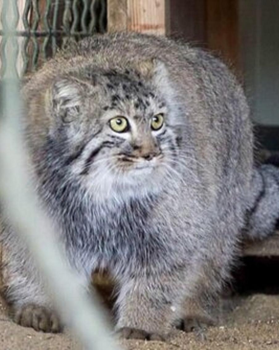 Манул Тимофей из Московского зоопарка начал разжировку