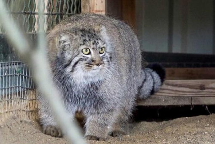 Манул Тимофей из Московского зоопарка начал разжировку