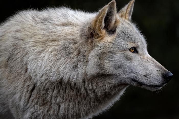 В США возродили вымерших "лютоволков" из "Игры престолов"