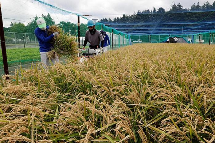 Японцы вывели особый сорт риса, который может спасти от аллергии