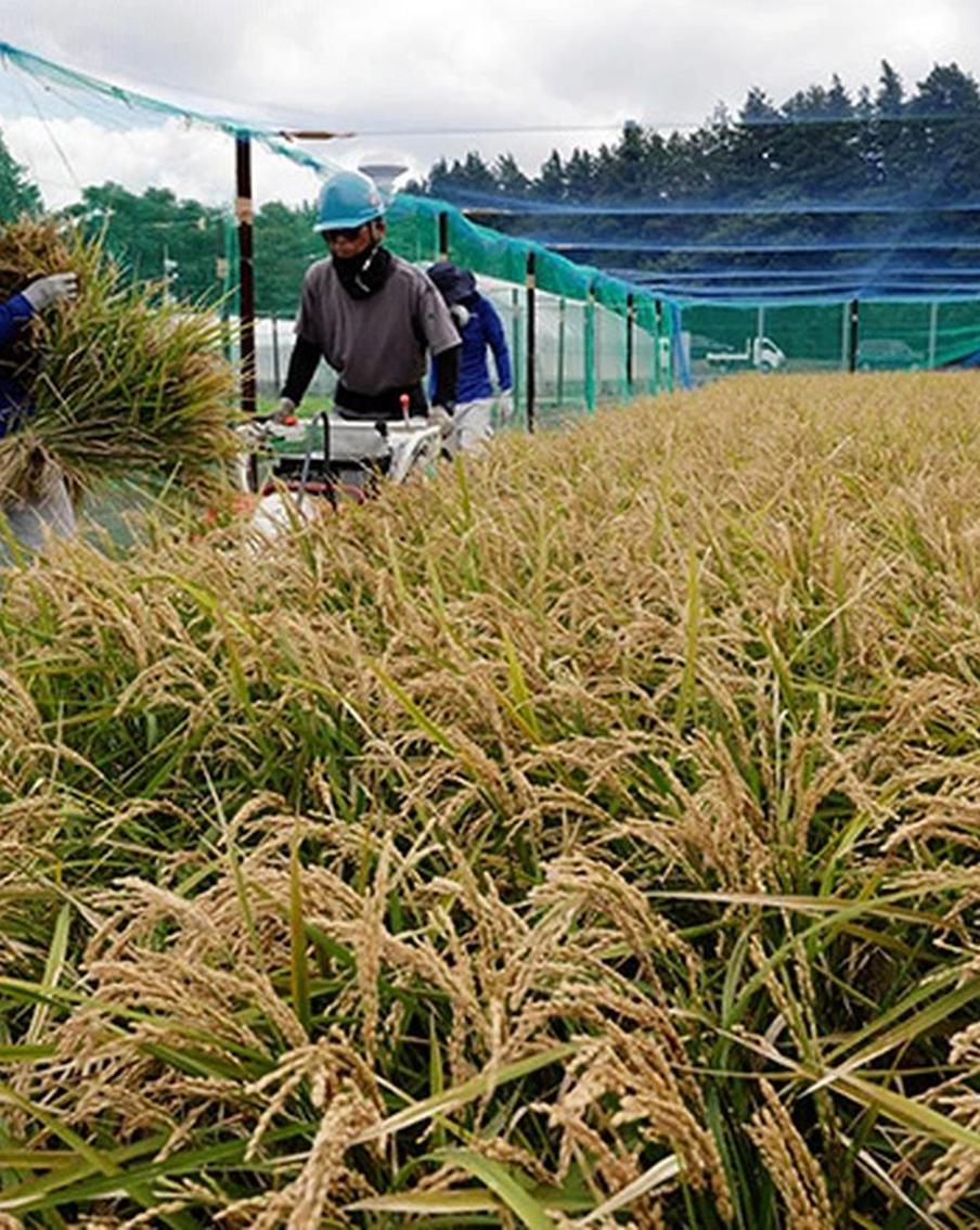 Японцы вывели особый сорт риса, который может спасти от аллергии