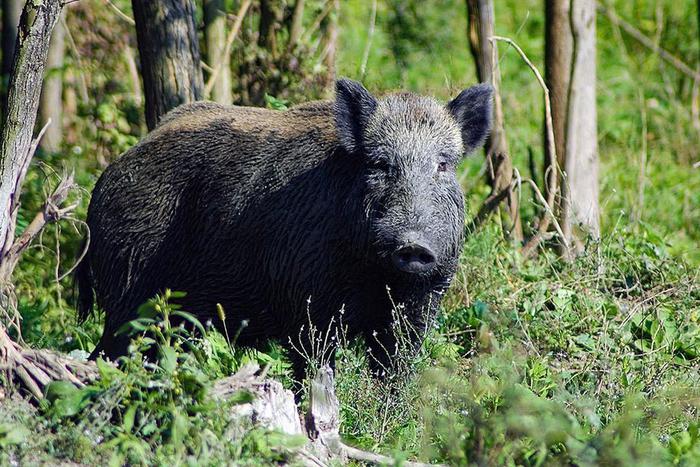 В Москве стало больше кабанов – что делать, если они захотят напасть