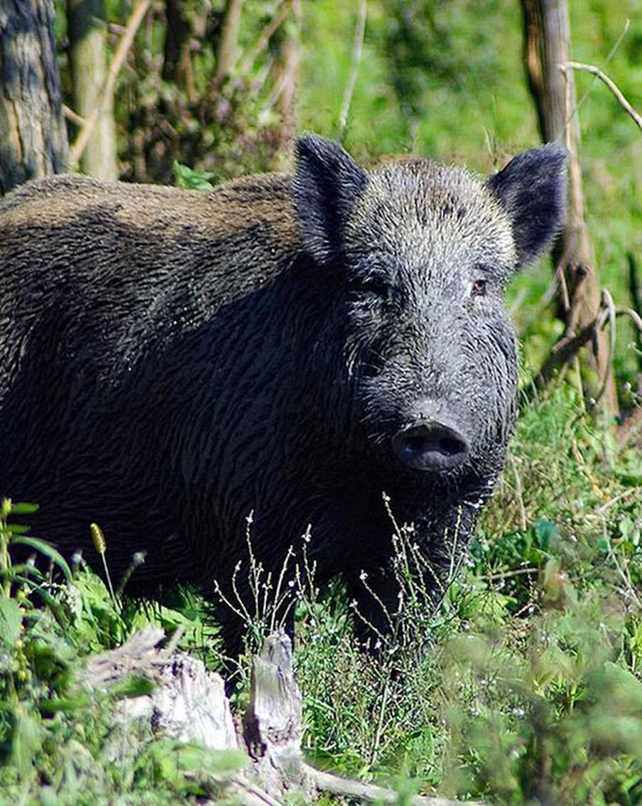 В Москве стало больше кабанов – что делать, если они захотят напасть