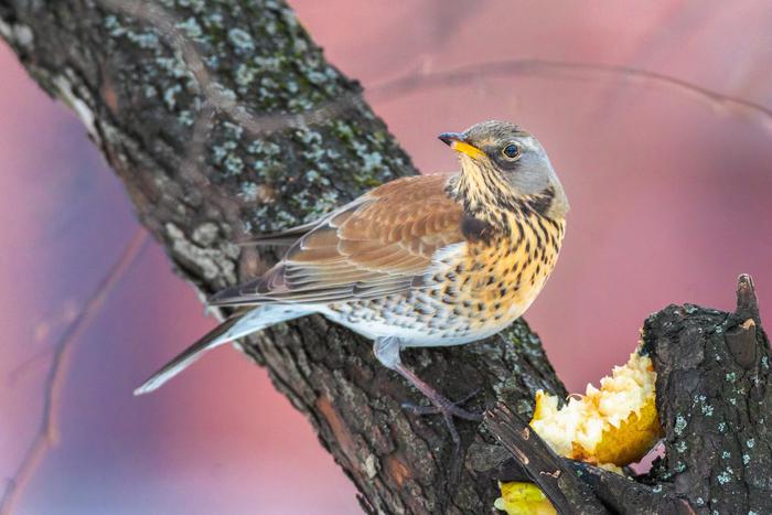 Как помочь птицам, вернувшимся с юга, пережить возврат холодов