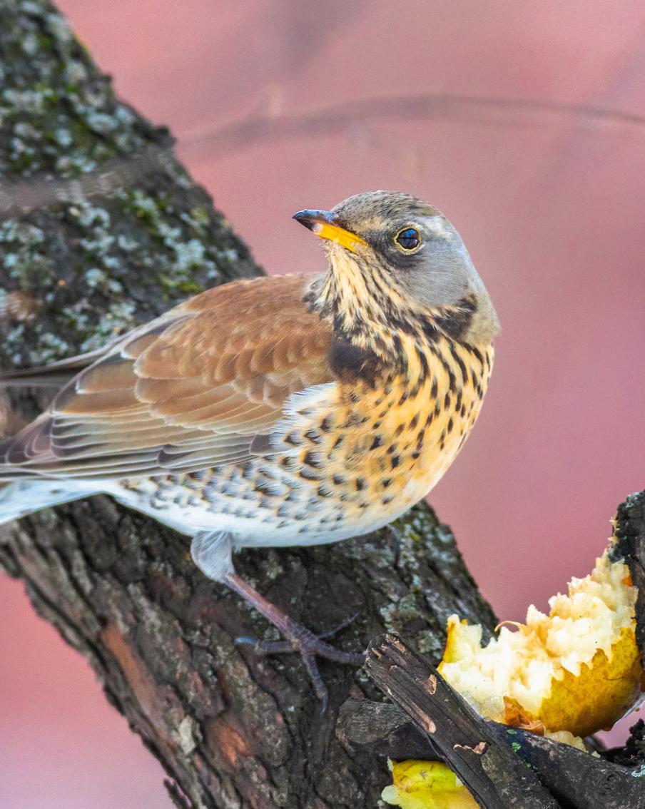 Как помочь птицам, вернувшимся с юга, пережить возврат холодов