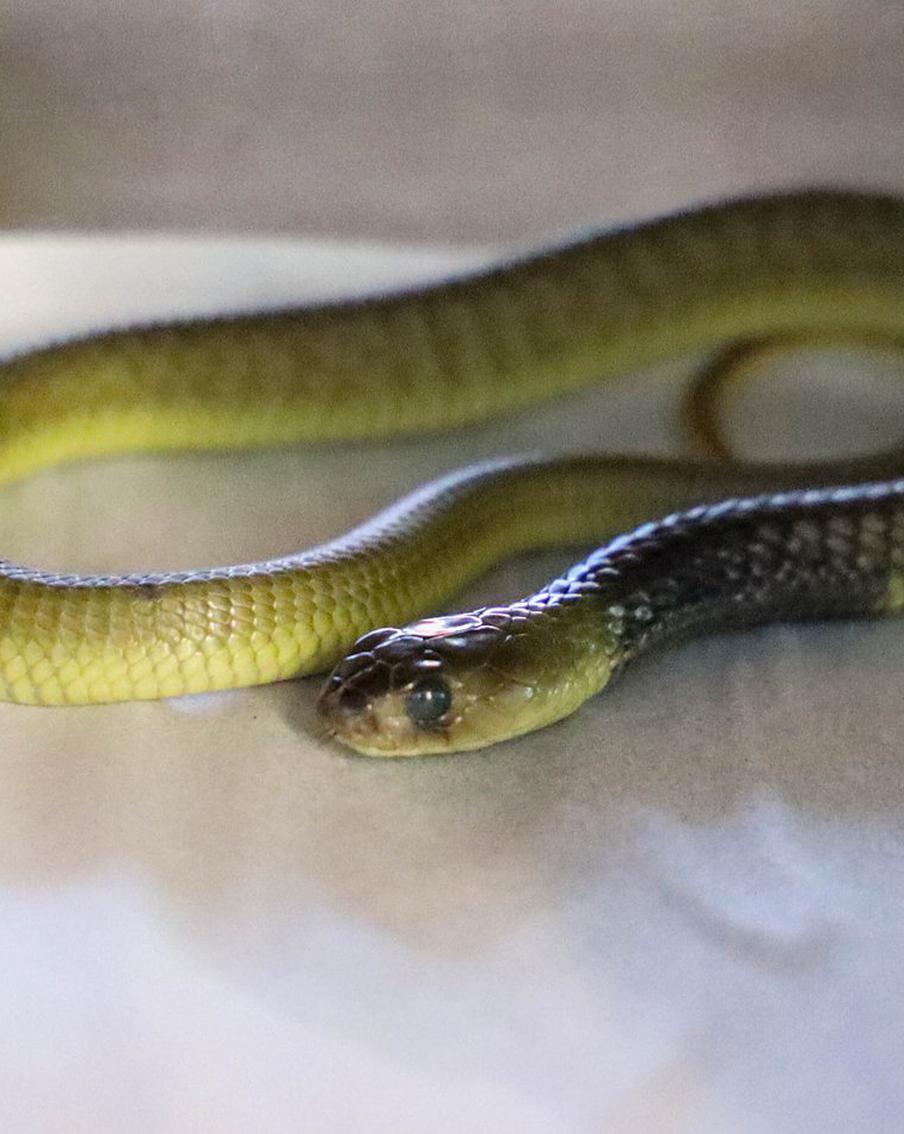 Столичный зоопарк проводит расследование обстоятельств гибели сотрудника от укуса ядовитой змеи