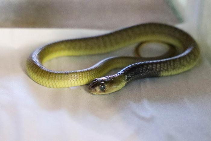 Столичный зоопарк проводит расследование обстоятельств гибели сотрудника от укуса ядовитой змеи