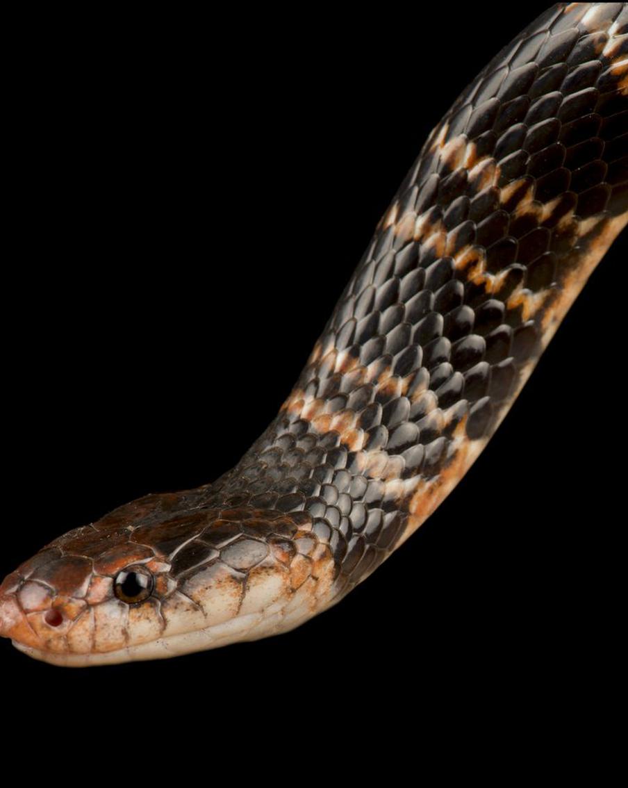 Укус змеи лишил жизни зоотехника: что случилось в Московском зоопарке