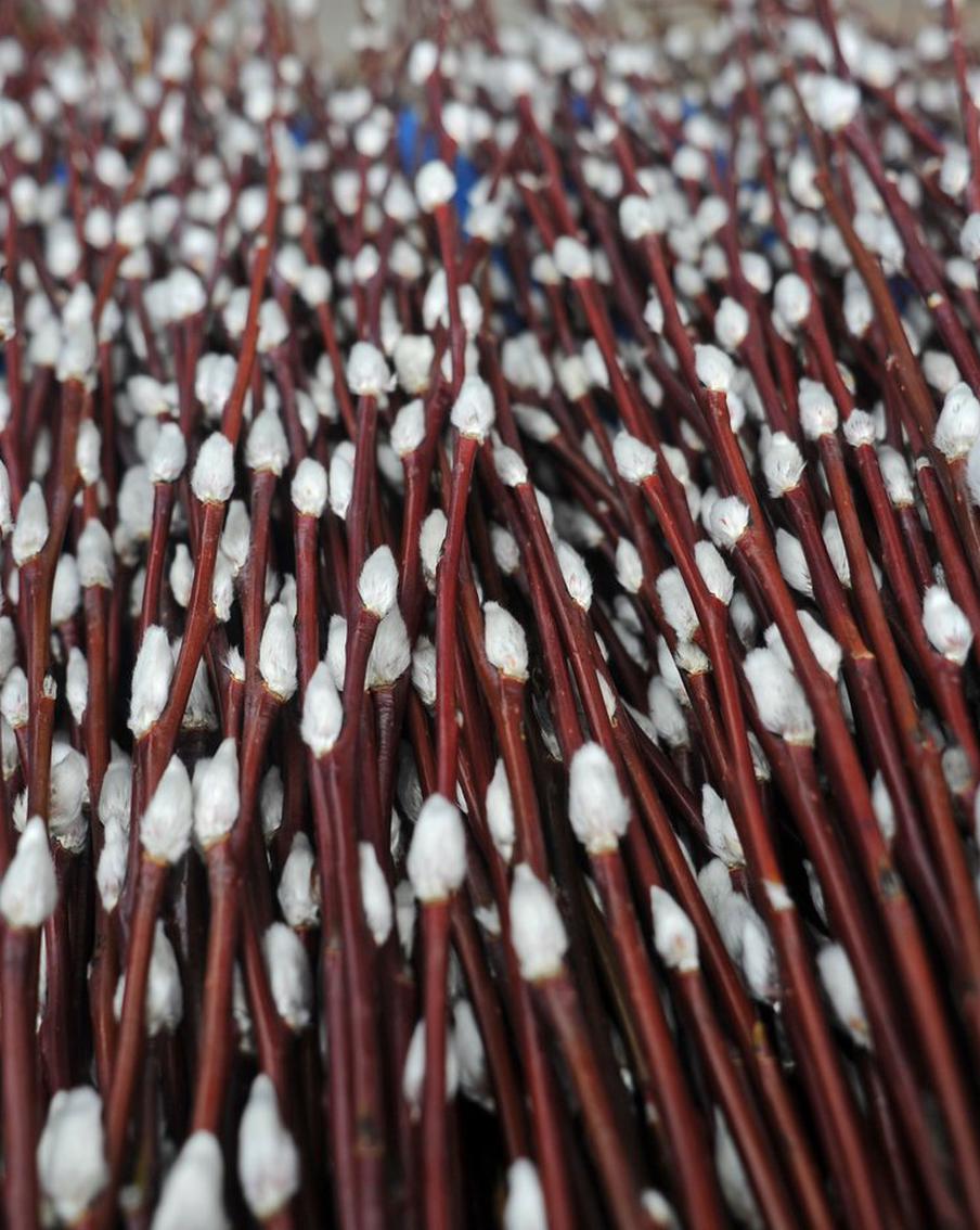 Жителям столицы напомнили о грозящих за повреждение вербы в Вербное воскресенье штрафах