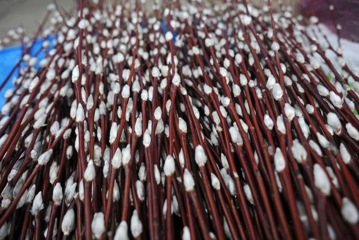 Жителям столицы напомнили о грозящих за повреждение вербы в Вербное воскресенье штрафах