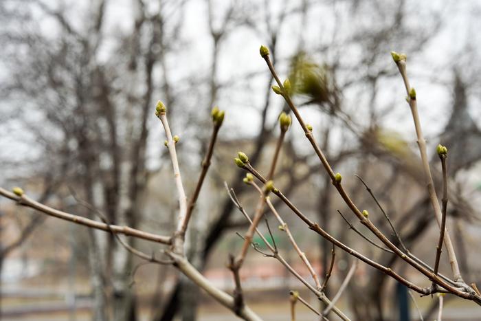 Синоптик заявил, что образовавшиеся на улицах Москвы сугробы окончательно растают через два дня