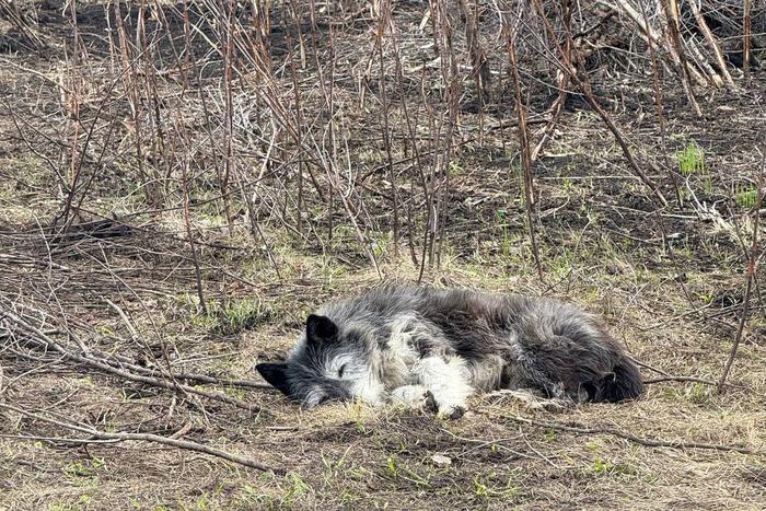 Пожарные сообщили о появлении в Уфе своего Хатико. Пёс уже почти месяц ожидает погибшего хозяина