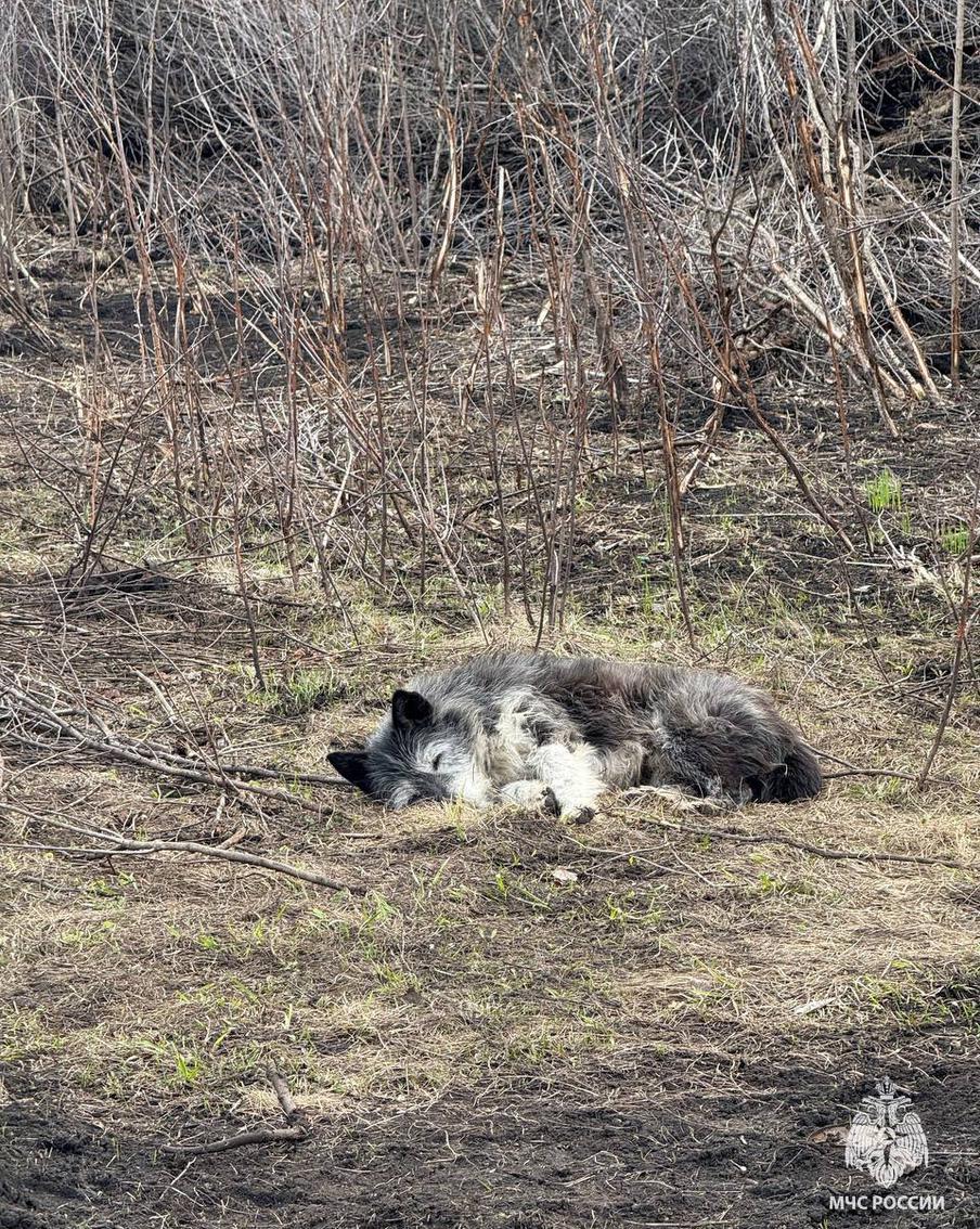 В Башкирии пёс почти месяц ожидает возвращения хозяина около сгоревшего дома