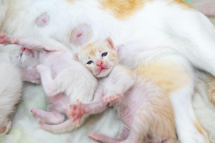 Московские ветеринары впервые пересадят суррогатной кошке искусственно оплодотворённую яйцеклетку