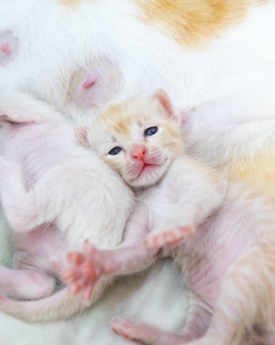 Московские ветеринары впервые пересадят суррогатной кошке искусственно оплодотворённую яйцеклетку