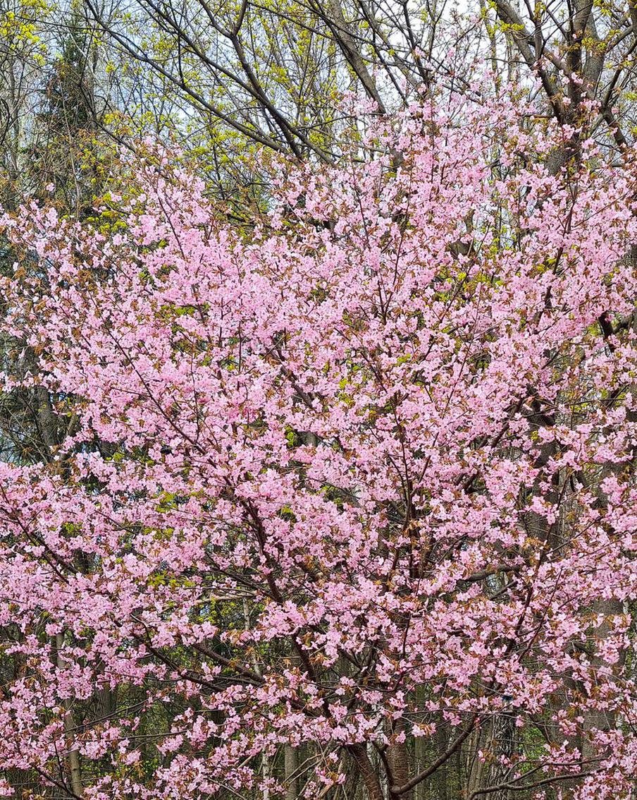 Японские сады скоро зацветут в столице: где в Москве посмотреть цветение сакуры