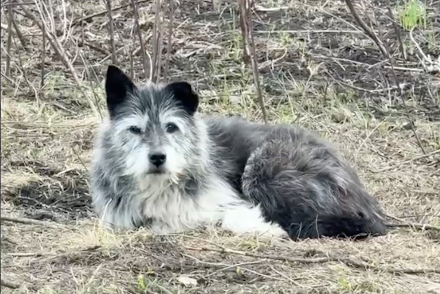 "По ночам он будто плачет": российский пёс ждёт погибшего хозяина