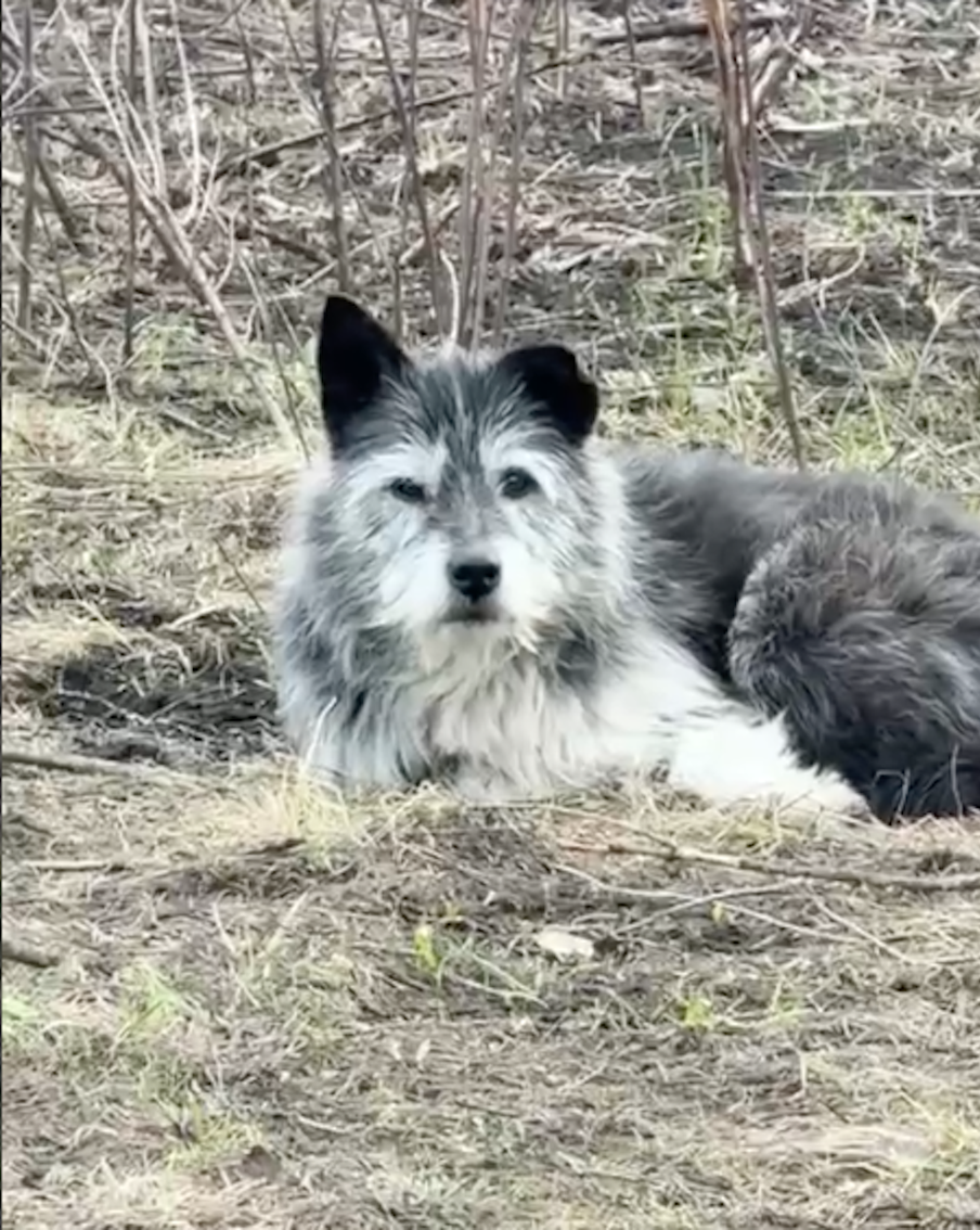 "По ночам он будто плачет": российский пёс ждёт погибшего хозяина