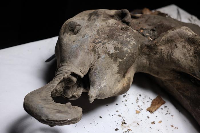 "Мамонтовая оспа": ВОЗ объявила о новой сверхсмертельной пандемии