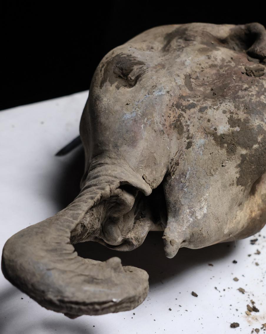 "Мамонтовая оспа": ВОЗ объявила о новой сверхсмертельной пандемии