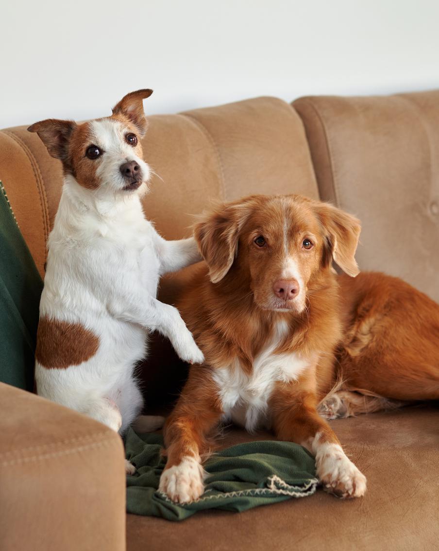 Второй пёс в доме: как избежать ревности и наладить контакт