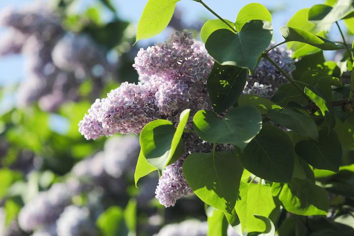 Центральную Россию ожидает резкое похолодание после периода аномальной жары