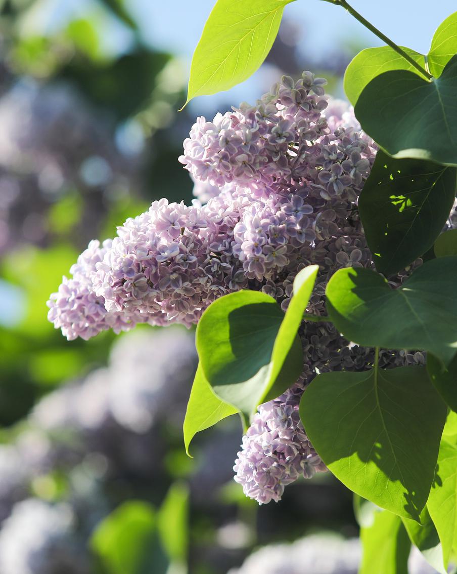 Центральную Россию ожидает резкое похолодание после периода аномальной жары