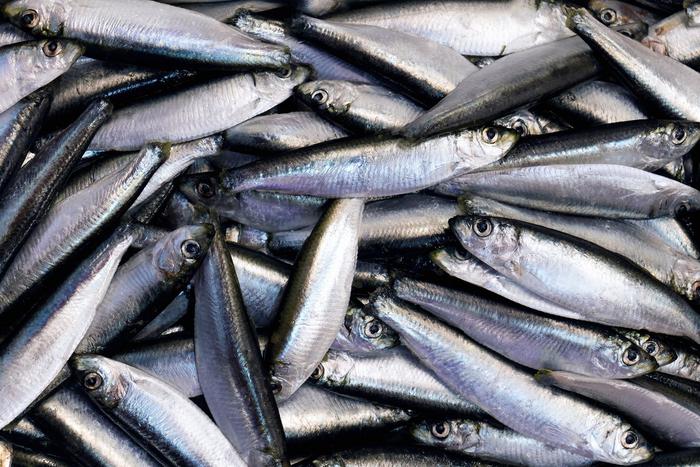 В России за год осудили почти две тысячи любителей незаконной рыбалки