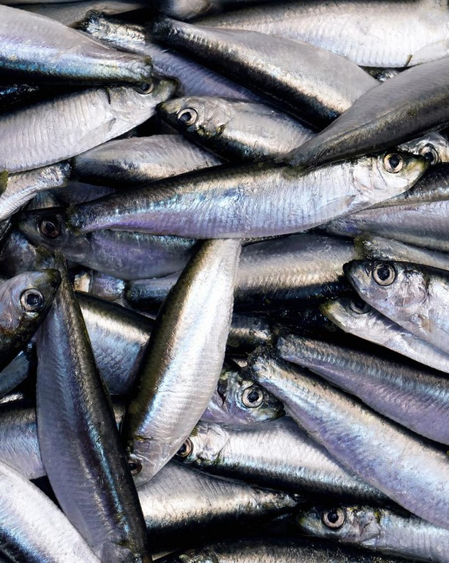 В России за год осудили почти две тысячи любителей незаконной рыбалки