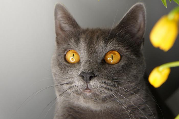 Все шмели Москвы у неё на балконе: айтишница выращивает дома более 500 орхидей