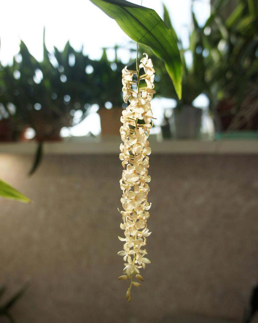 Орхидея Дендрохилум Хампела (Dendrochilum hampelii),  Филиппины. Впервые был описан только в 2015 году.