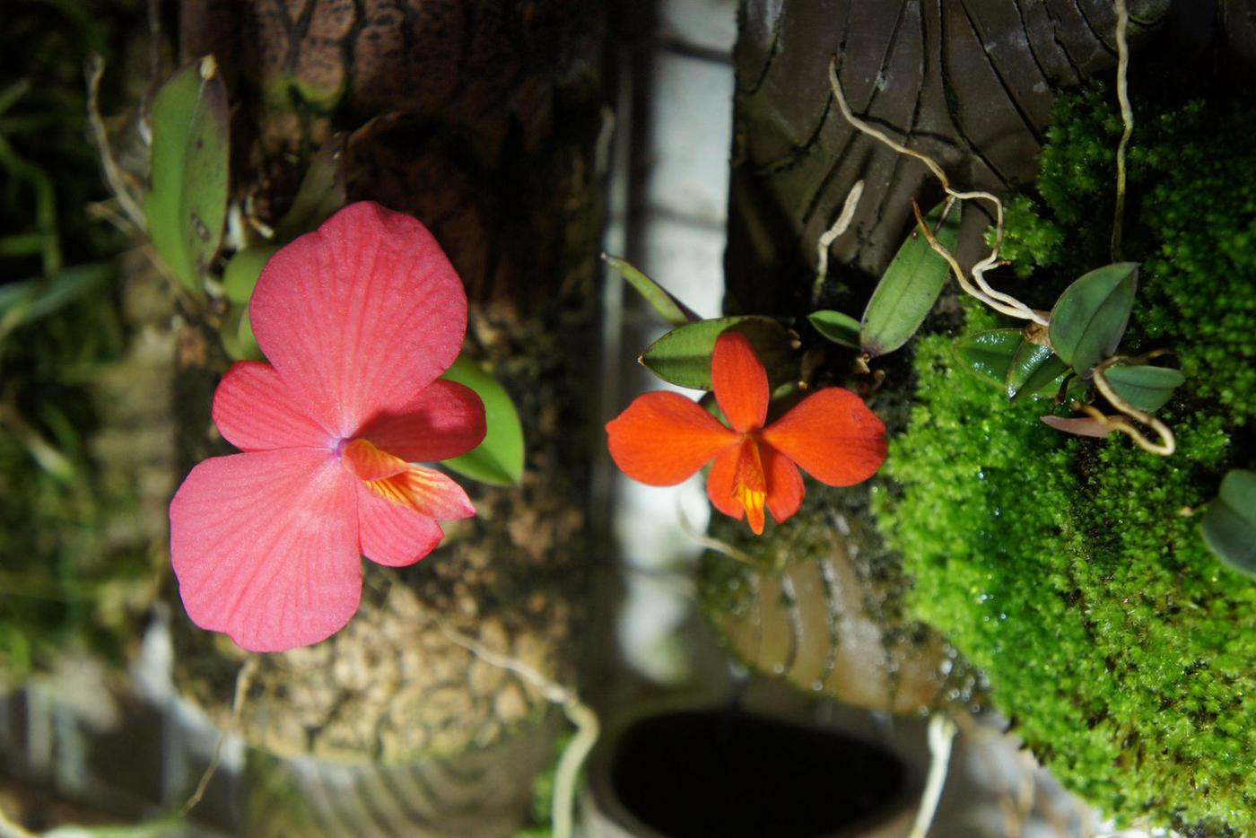 Орхидеи Софронитисы (Sophronitis brevipedunculata и Sophronitis pygmeae). У первой нет русского названия, вторую можно назвать Софронитис карликовый, Бразилия.