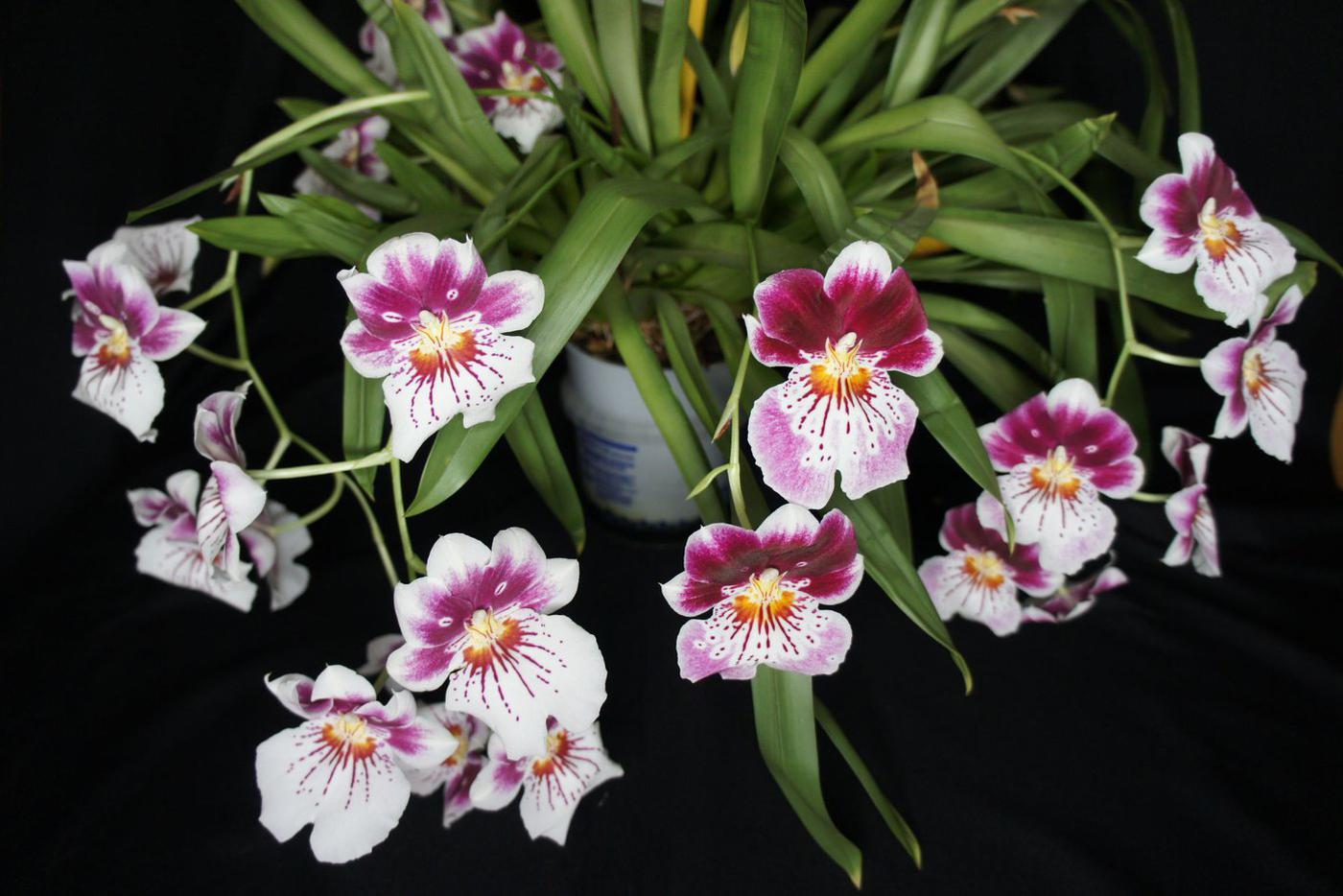 Орхидея Мильтониопсис гибридный (Miltoniopsis hybrid). Природные виды растут в Колумбии, Коста-Рике, Панаме, Перу и Эквадоре.