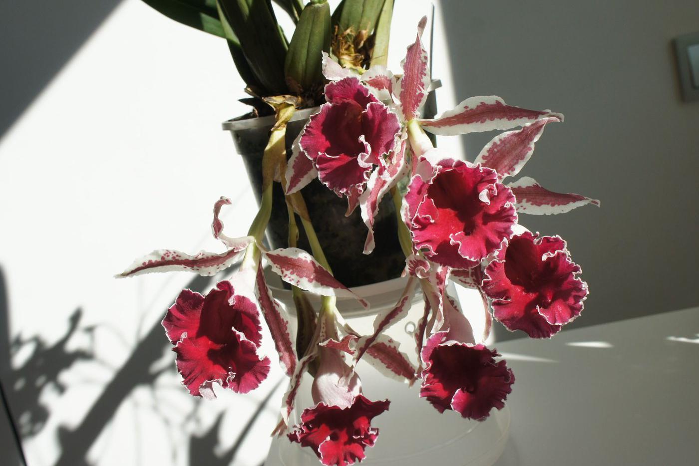 Орхидея Трихопилия окаймлённая (Trichopilia marginata), Панама, Коста-Рика.