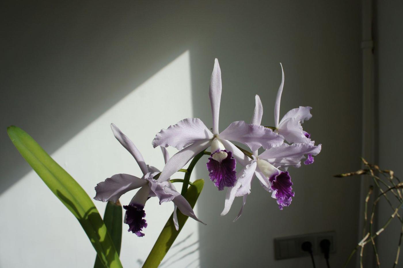 Орхидея Лаелия Красивая (Laelia Pulcherrima coerulea), гибрид двух бразильских лаелий, Бразилия.