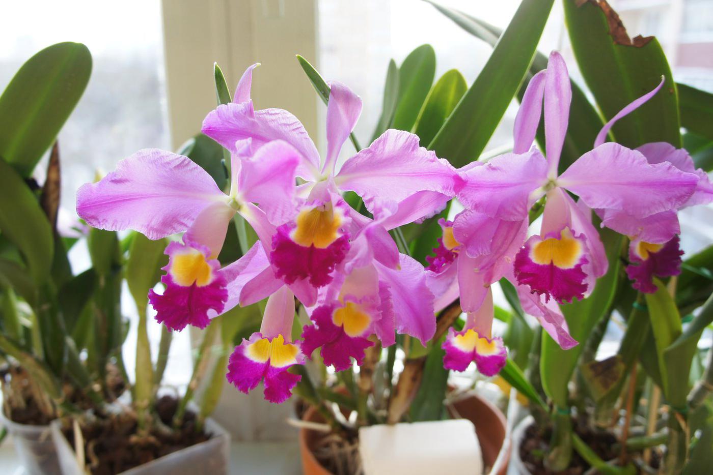 Орхидея Каттлея эльдорадо (Cattleya eldorado), Бразилия.