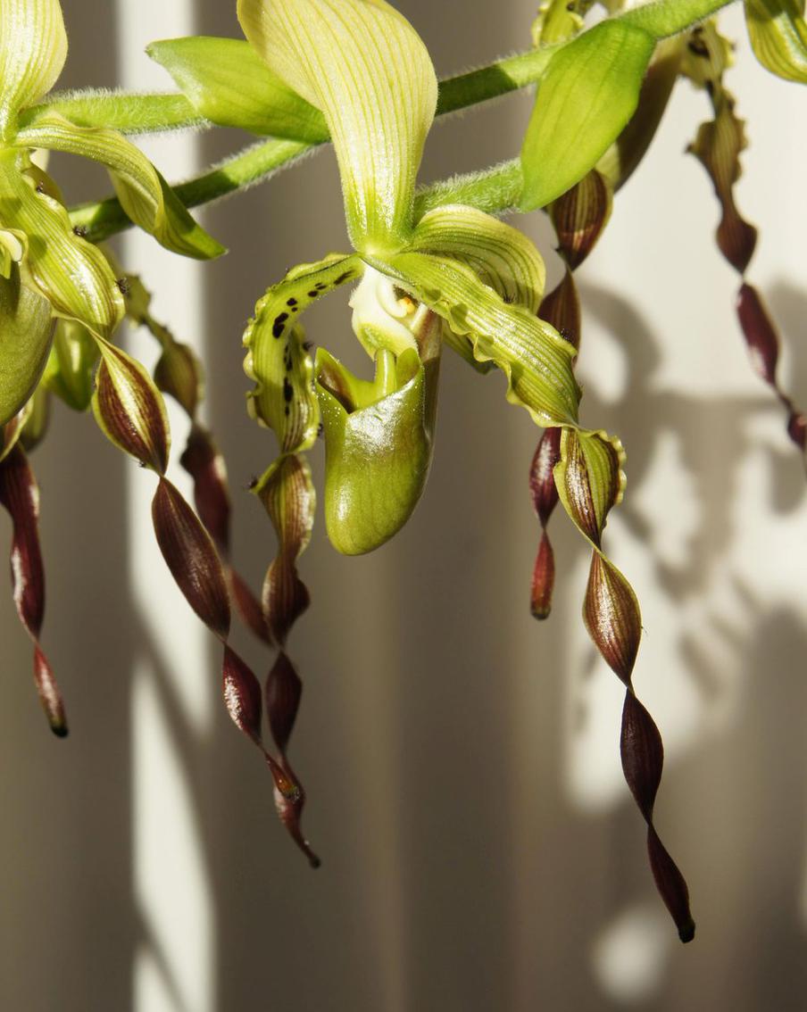 Орхидея Пафиопедилум Париша (Paphiopedilum parishii), Таиланд, Лаос, Мьянма.