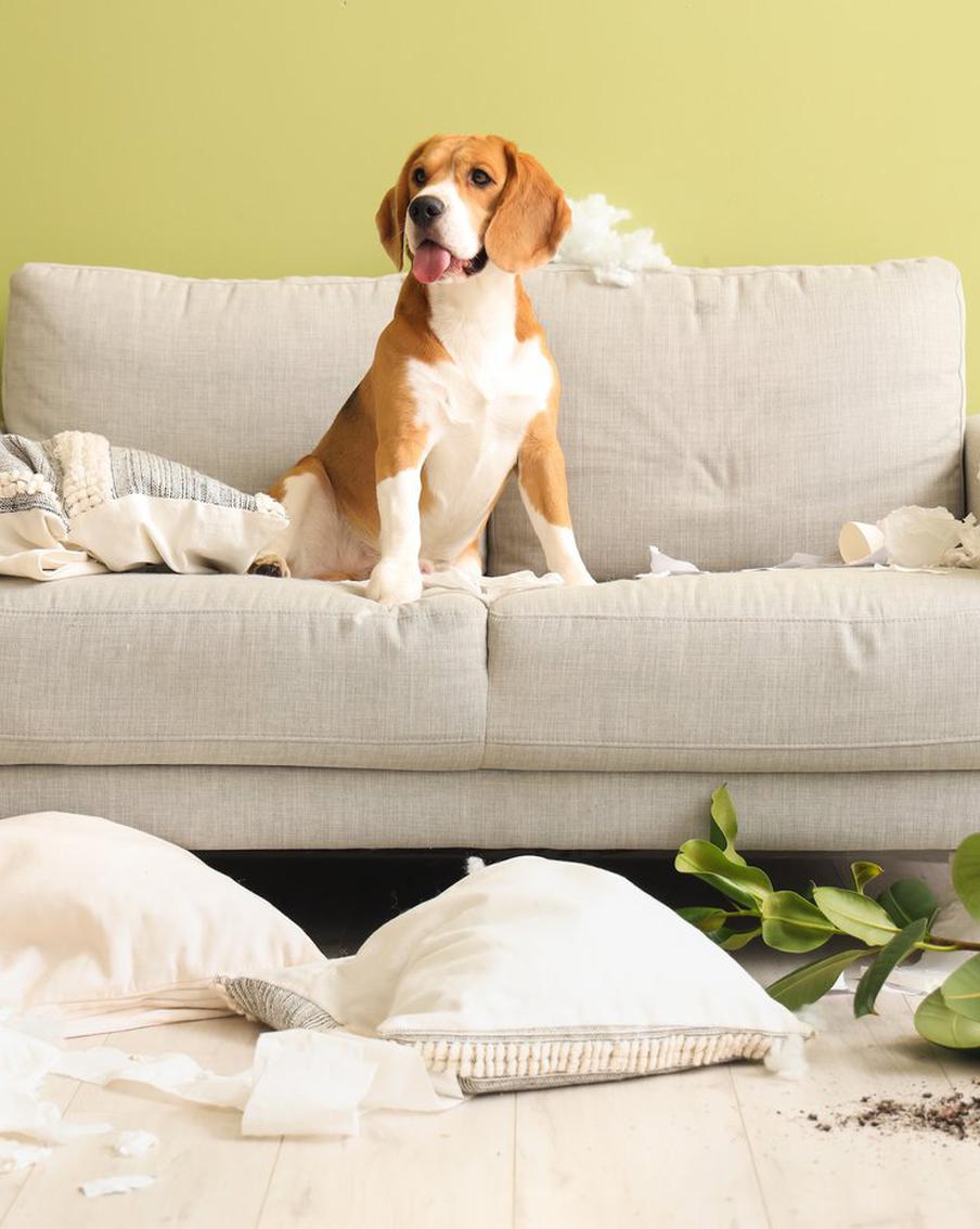 Психология собак: как разобраться в поведенческих особенностях и поддержать питомца