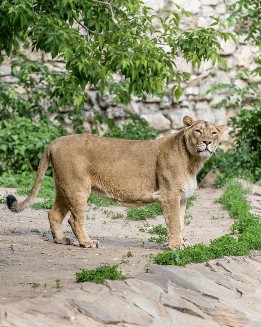 Увидеть жизнь львов из Московского зоопарка теперь можно с помощью трансляций