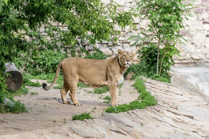 Увидеть жизнь львов из Московского зоопарка теперь можно с помощью трансляций